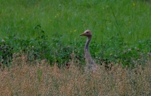 DSC_6821 (2)