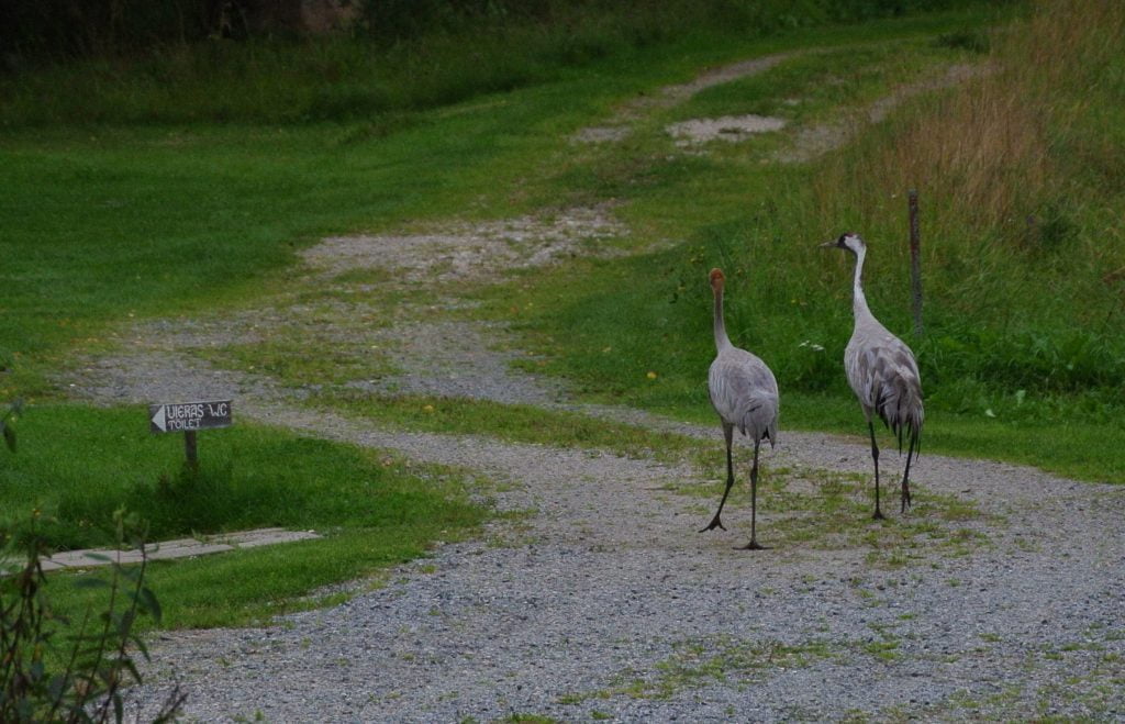 DSC_6950 (2)